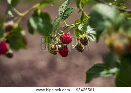 Branch Of A Raspberry Bush With Ripe Red Berries