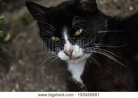 Art Portrait Of A Black And White Cat Against A Swirling Bokeh