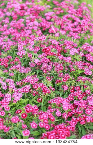 Pink Dianthus chinensis flower is species of Dianthus native.