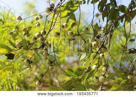 Ebenaceae fruit on the tree in the gardenNatural herbs that can be used to treat many diseases.