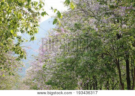 Lagerstroemia flower bloom or Tabak flowers in the gardenTropical flowers in thailand for design nature background.