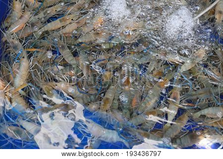 Freshwater shrimp on pond to sell in the Thai restaurant.