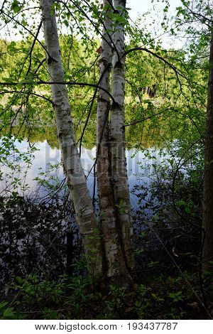 A stand of a white birch trees (Betula papyrifera) at the edge of Spring Lake, between Harbor Springs and Petoskey, Michigan during June.