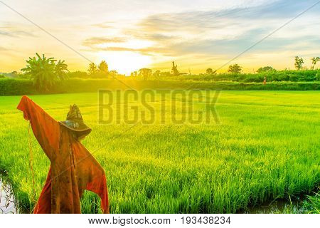 Beautiful morning sunrise over the rice field