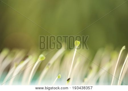 Growing microgreens with seed leaf or cotyledon in heart shape on blurred green background.