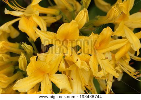 Flowers of a yellow azalea (Rhododendron luteum).