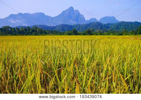 Autumn rice field in Laos, Vang Vieng,asian
