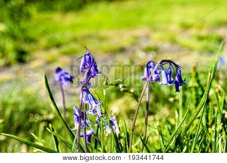 Scottish Bluebells with green brurred background, Argyll, Scotland