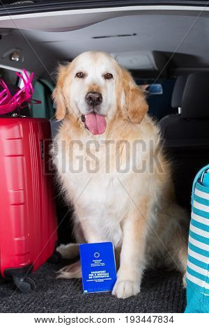 Golden Retriever in the boot of the car ready to leave home