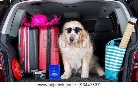 Golden Retriever in the boot of the car ready to leave home