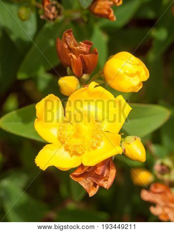 Wonderful Yellow Hypericum Patulum Outside In Bloom