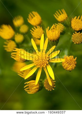 Yellow Jacobaea Flower Head Outside Up Close