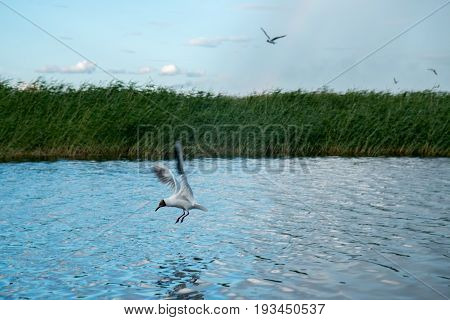 A flock of river gulls flies over the surface of the lake's water against the background of the sky and reeds in cloudy weather