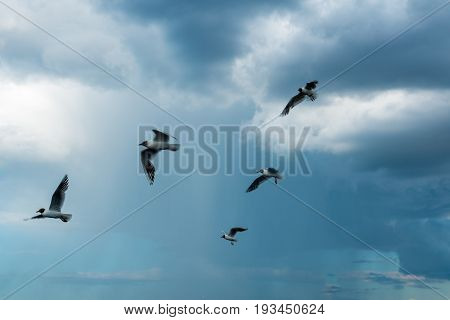 A flock of river gulls flies over the surface of the lake's water against the background of the sky and reeds in cloudy weather