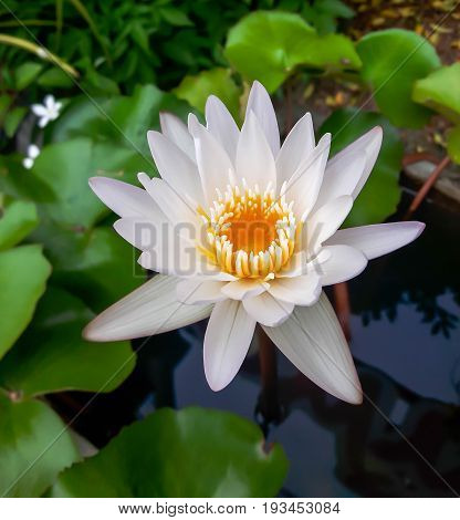 The beautiful white lotus flower or water lily reflection with the water in the pond.The reflection of the white lotus with the water.
