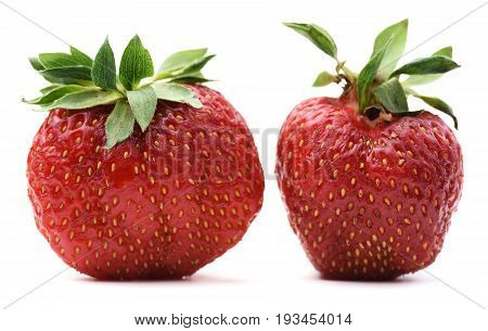 Two non-ideal organic heirloom strawberries isolated closeup