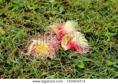 Colorful Tummy wood (Patana oak) flower fallen on the green grass.