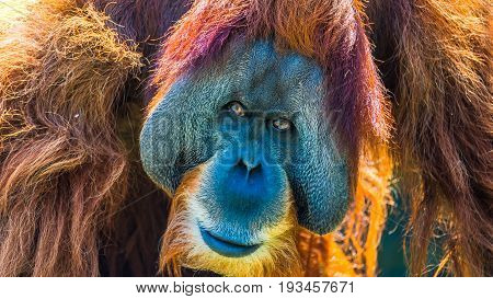Portrait Of Very Old Asian Orangutan Posing At Front