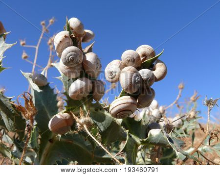 Snails hill - Snails occupy plants on Sicilian Monte conca