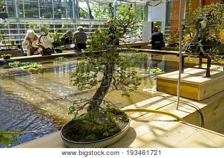 MOSCOW RUSSIA MAY 18 2017: Chinese Elm (Ulmus parvifolia) - Bonsai in the style of 