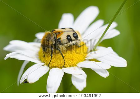 Beautiful insect on the top of blossoming chamomile. Macro view of unususal big bug sitting on a daisy flower for pollination. Natural background.
