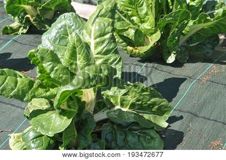 Silverbeet Vegetables Food