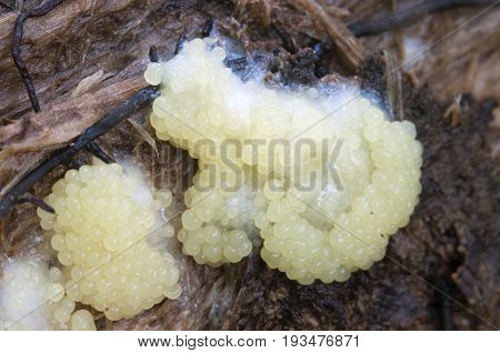 Ceratiomyxa fruticulosa mushrooms on an old stump