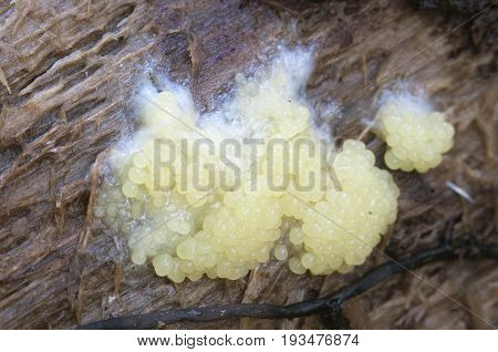 Ceratiomyxa fruticulosa mushrooms on an old stump