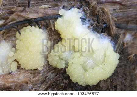 Ceratiomyxa fruticulosa mushrooms on an old stump
