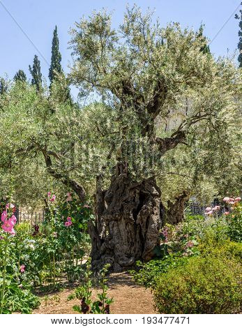 The Garden of Gethsemane on the Mount of Olives in Jerusalem, Israel. Old olive trees in the Garden