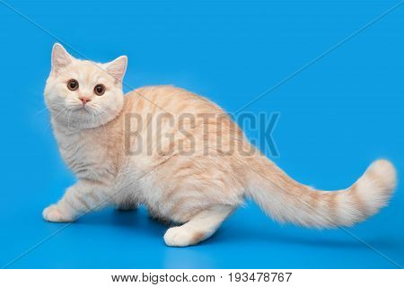 Ginger Cream kitten with a long tail on a blue background.
