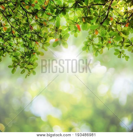 Blurred green leaves on abstract bokeh natrue background