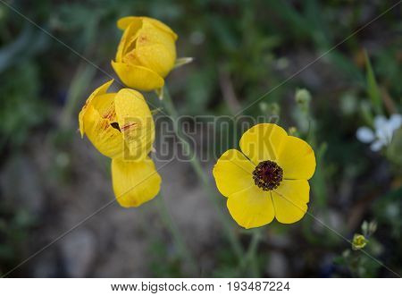 Yellow fresh blooming wild anemone coronaria flower