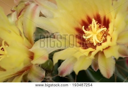 Yellow fresh flower from an astrophytum cactus plant