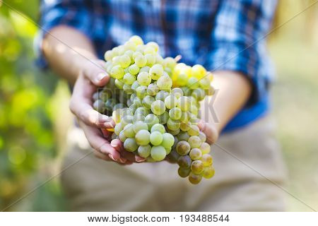 Grapes harvest. Young farmer woman with freshly harvested grapes. Close up