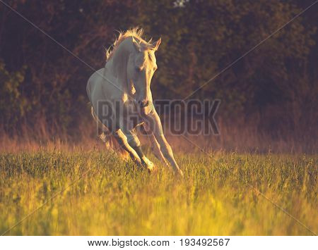 Cremello horse runs on the grass on dark forest background