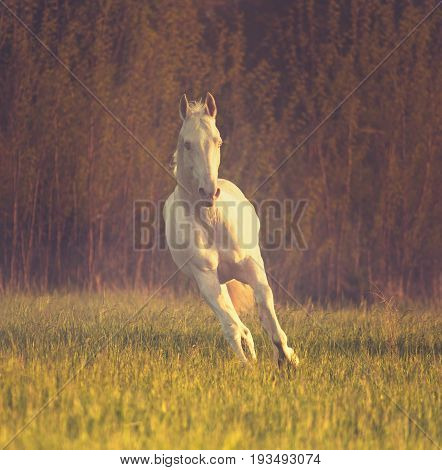 Cremello horse runs on the grass on dark forest background