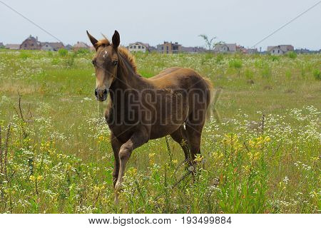 Little brown horse on a flowering meadow