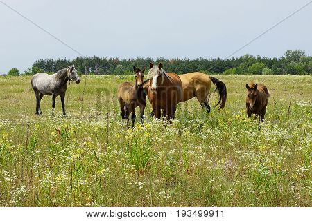Herd of horses in a blooming field on a summer day