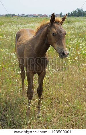 Little brown horse in a blooming green field