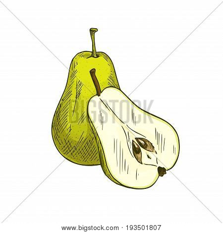Pear fruit sketch icons. Vector isolated symbol of fresh whole and cut sliced pears fruits for jam and juice drink product label or grocery store and farm market design