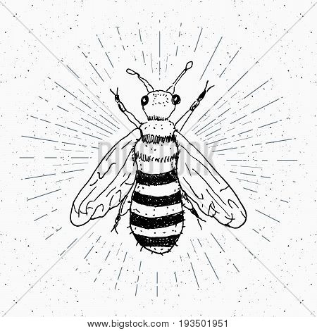 Vintage label Hand drawn bee grunge textured badge retro logo template typography design vector illustration.