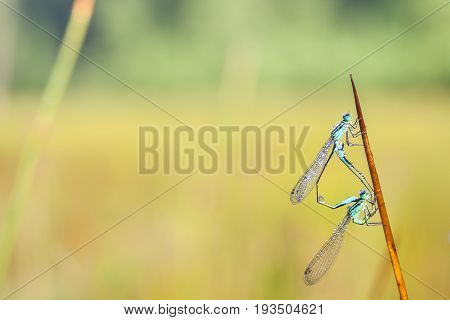 On a stick of a plant there is a goblet-marked damselfly whit dew on the wings