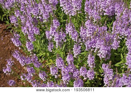 Veronica teucrium. It grows in meadows meadow steppes forest edges