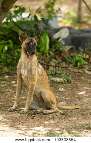A lonely dog relaxing in the garden