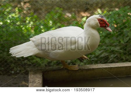 Close up a white muscovy duck in nature