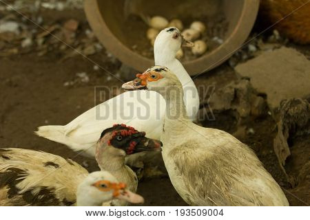 Muscovy ducks in farm on the nature