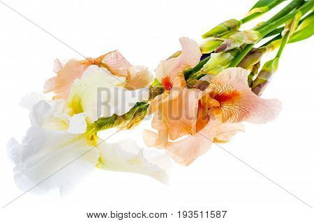 Summer flowers garden irises on white background. Studio Photo