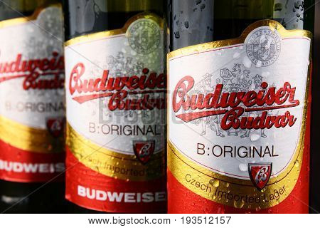 Bottles Of Budweiser Budvar Beer