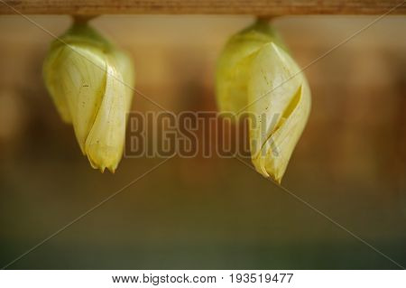 Buterfly Coccons